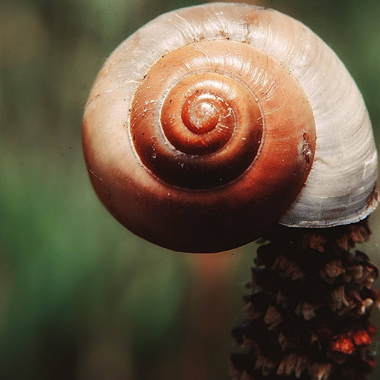 , Иван Манкевич