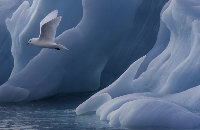 Frozen Beauty фото превью