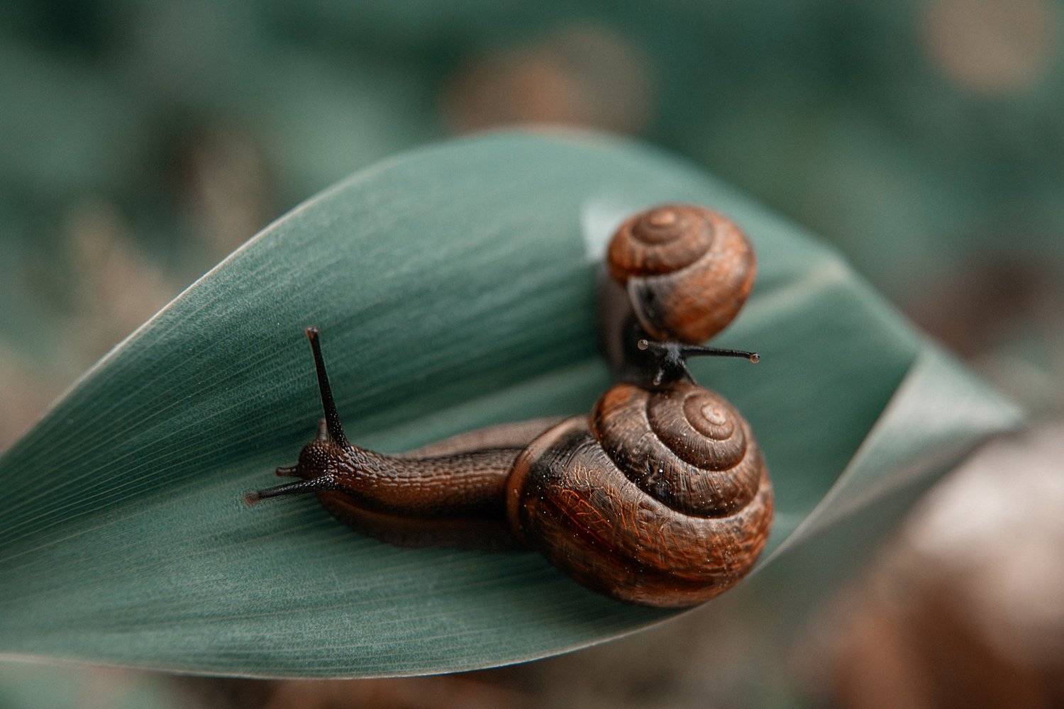 улитка макро макромир животные микрожизнь макро улиточки snails snail macro macroworld animals, Анастасия Тордуа