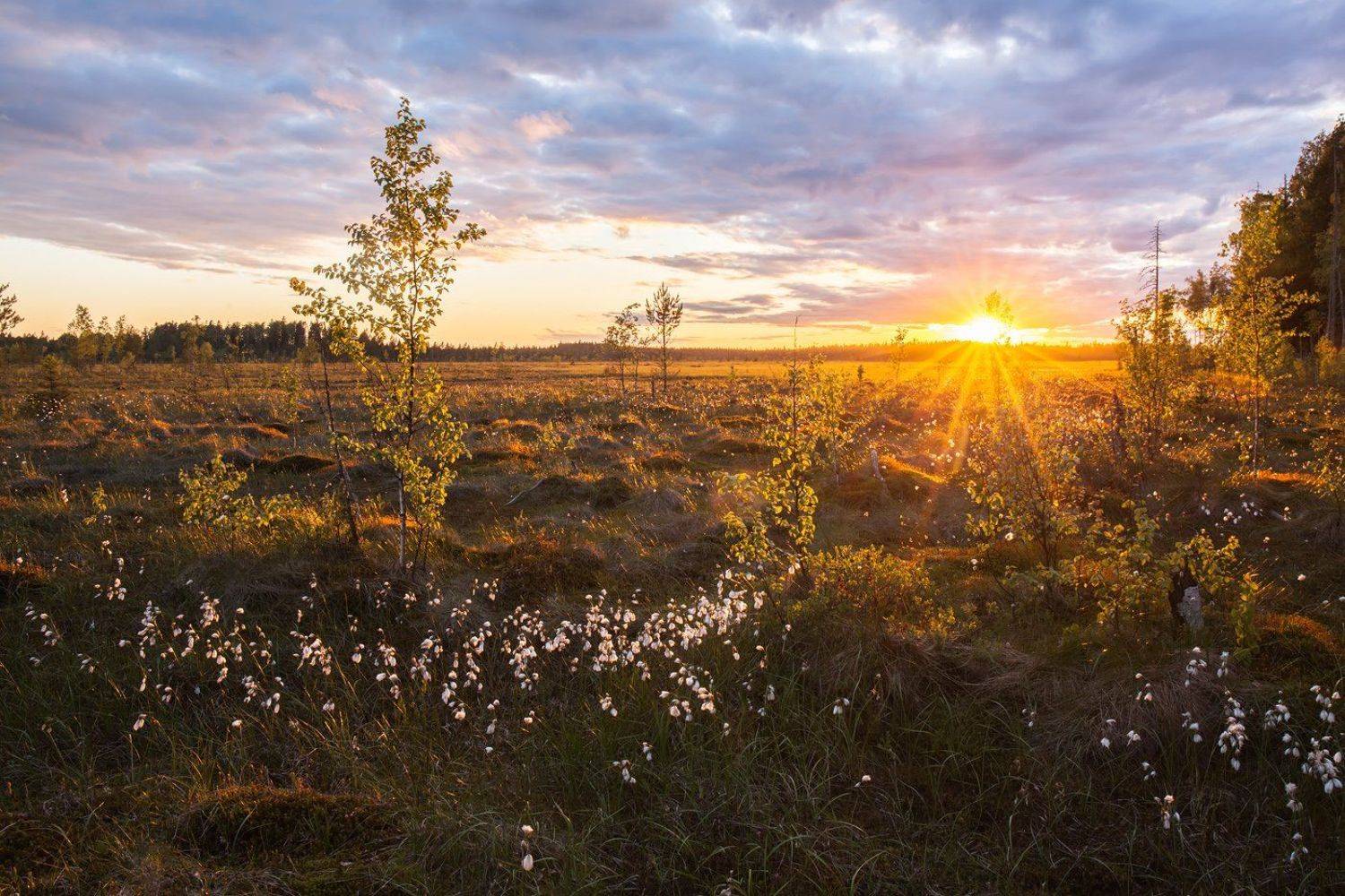 пушица, болота Ленинградской области, пейзажи ленобласти, Арсений Кашкаров