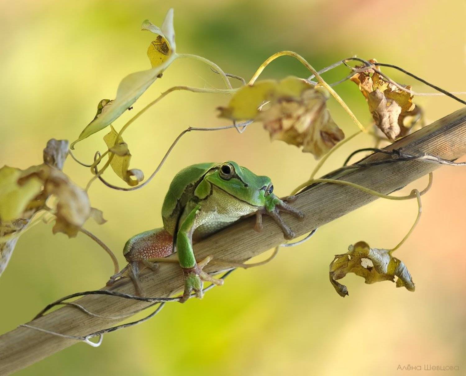 квакша, Алёна Шевцова