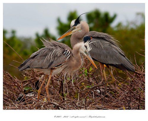 Great Blue Heron on Nest - Большая голубая цапля