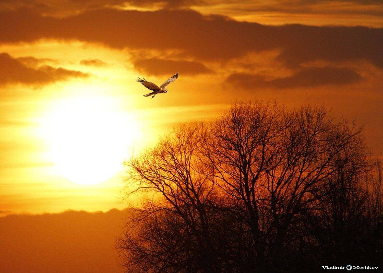 , &copy; =Vladimir Meshkov=