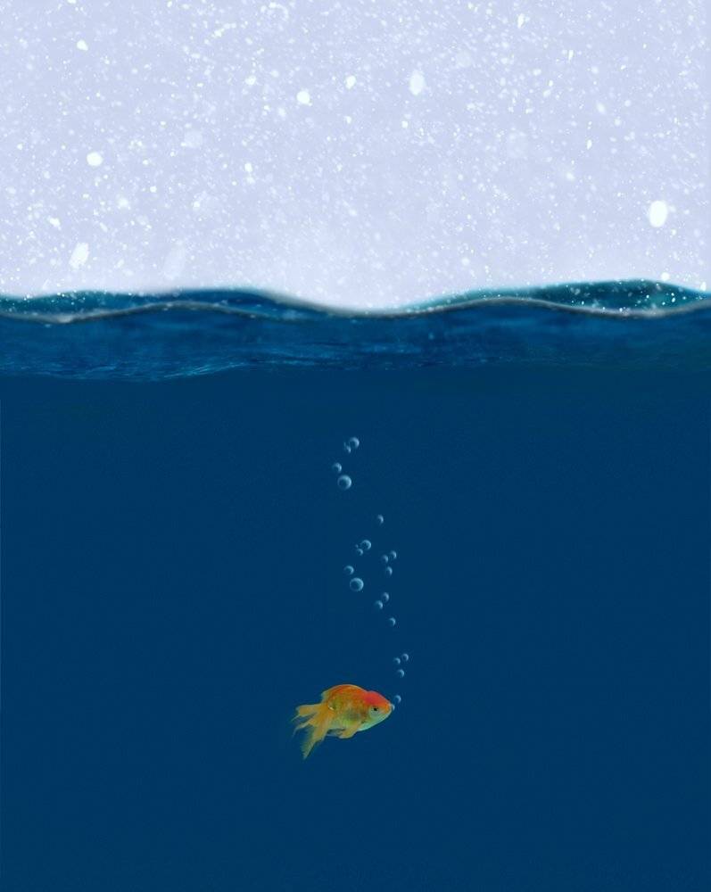 winter, water, ocean, snow, alone, fish, bubbles, Caras Ionut