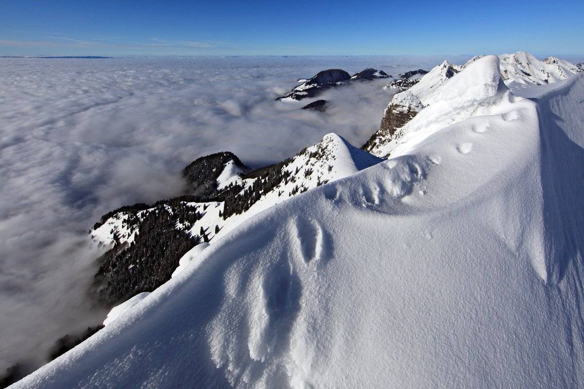 swiss, Матвеев Николай