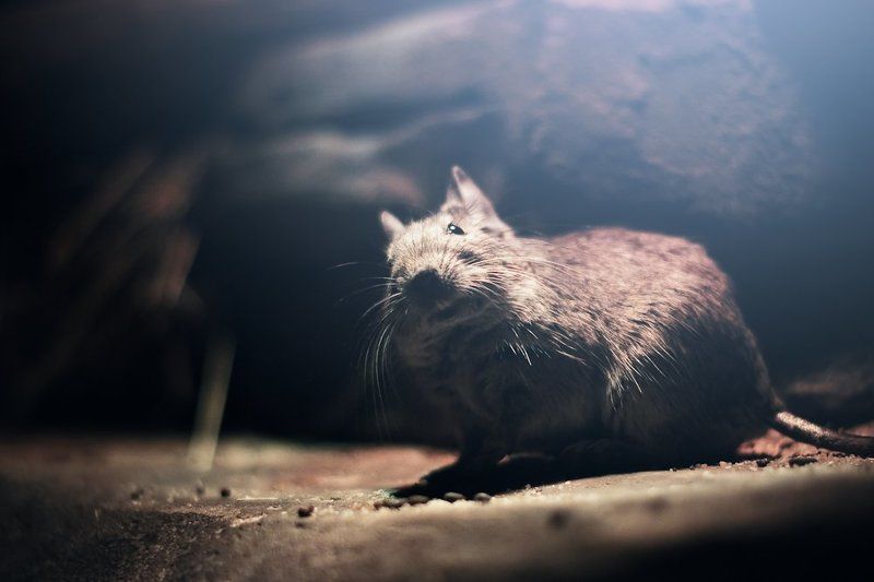 degus фото превью