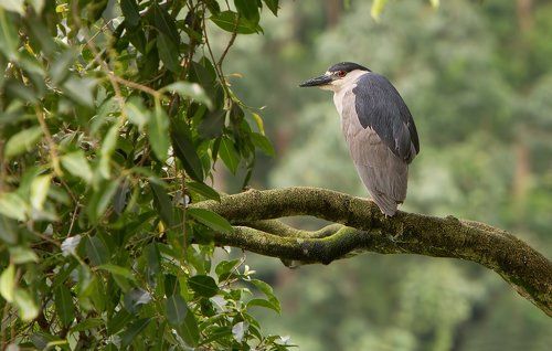 Одинокая кваква