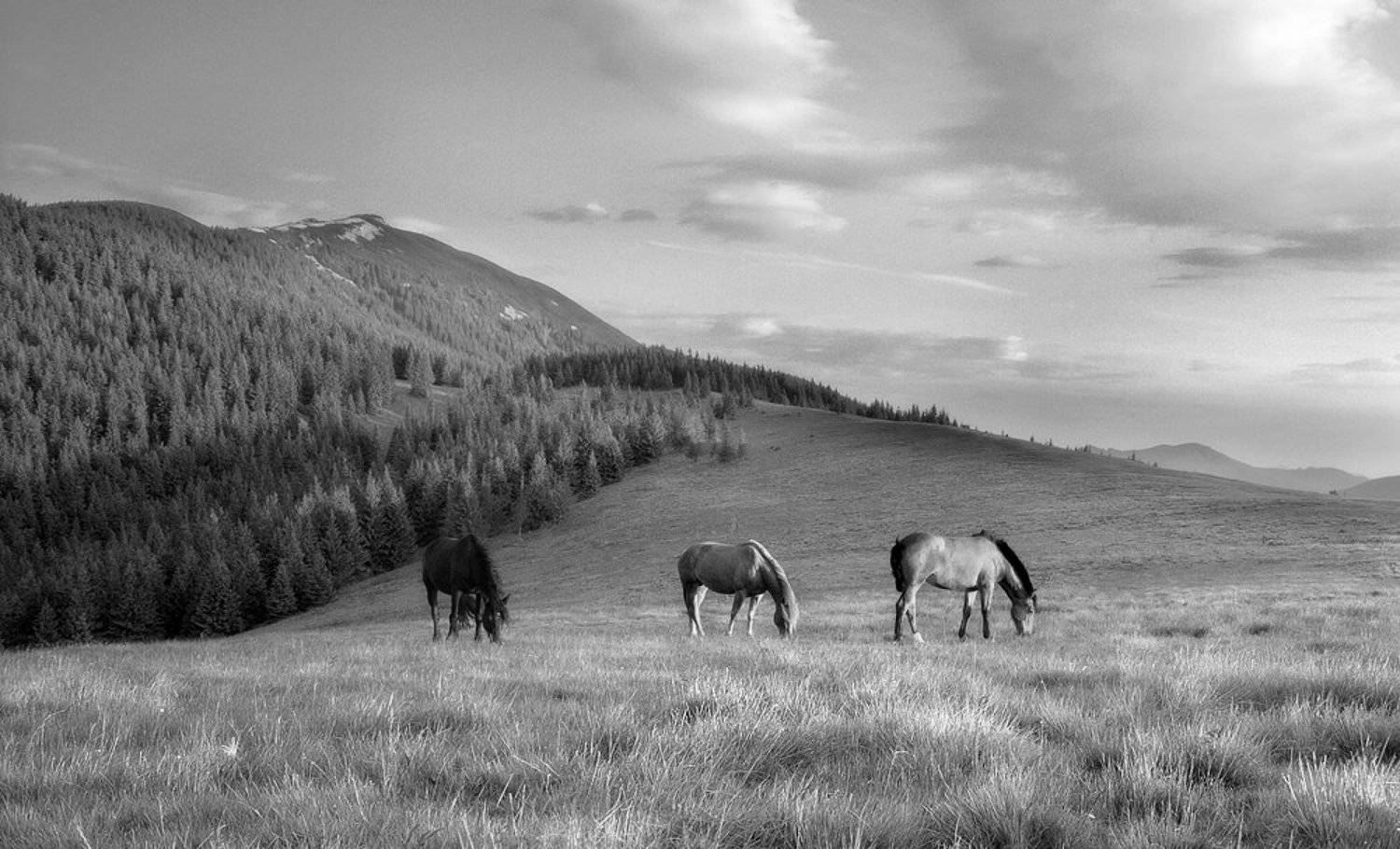коні, Wolodymer Mjaskowskuj