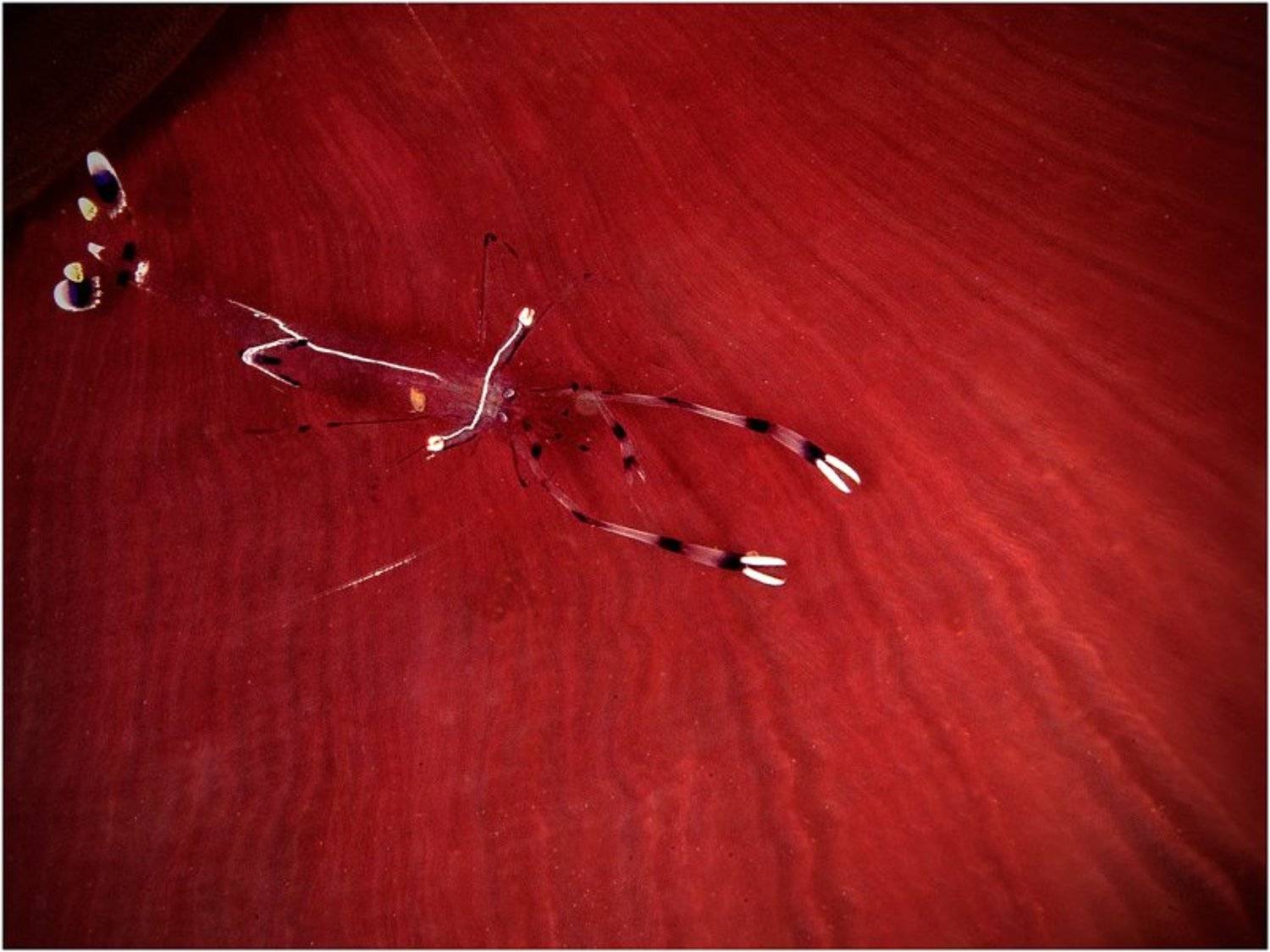 креветка чистильщик, красное море, анемон, Олег Федин