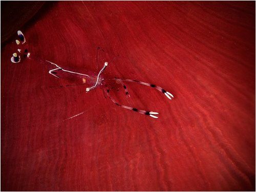 Прозрачное на красном