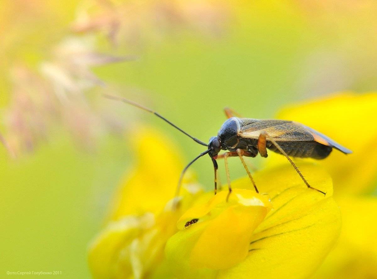 , Сергей Голубенко