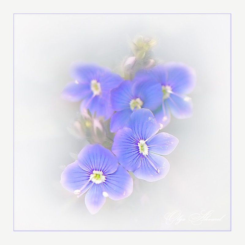 *** фото превью