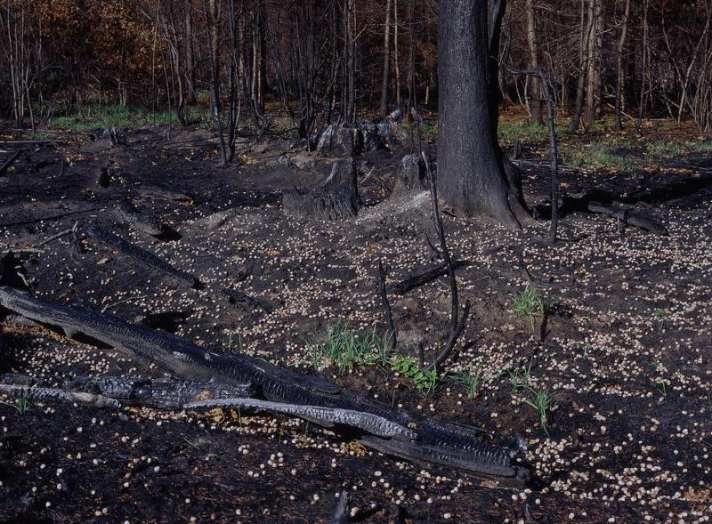 желуди.пожар.горелый, лес. Желуди. фото превью