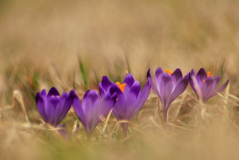 Krokusy фото превью