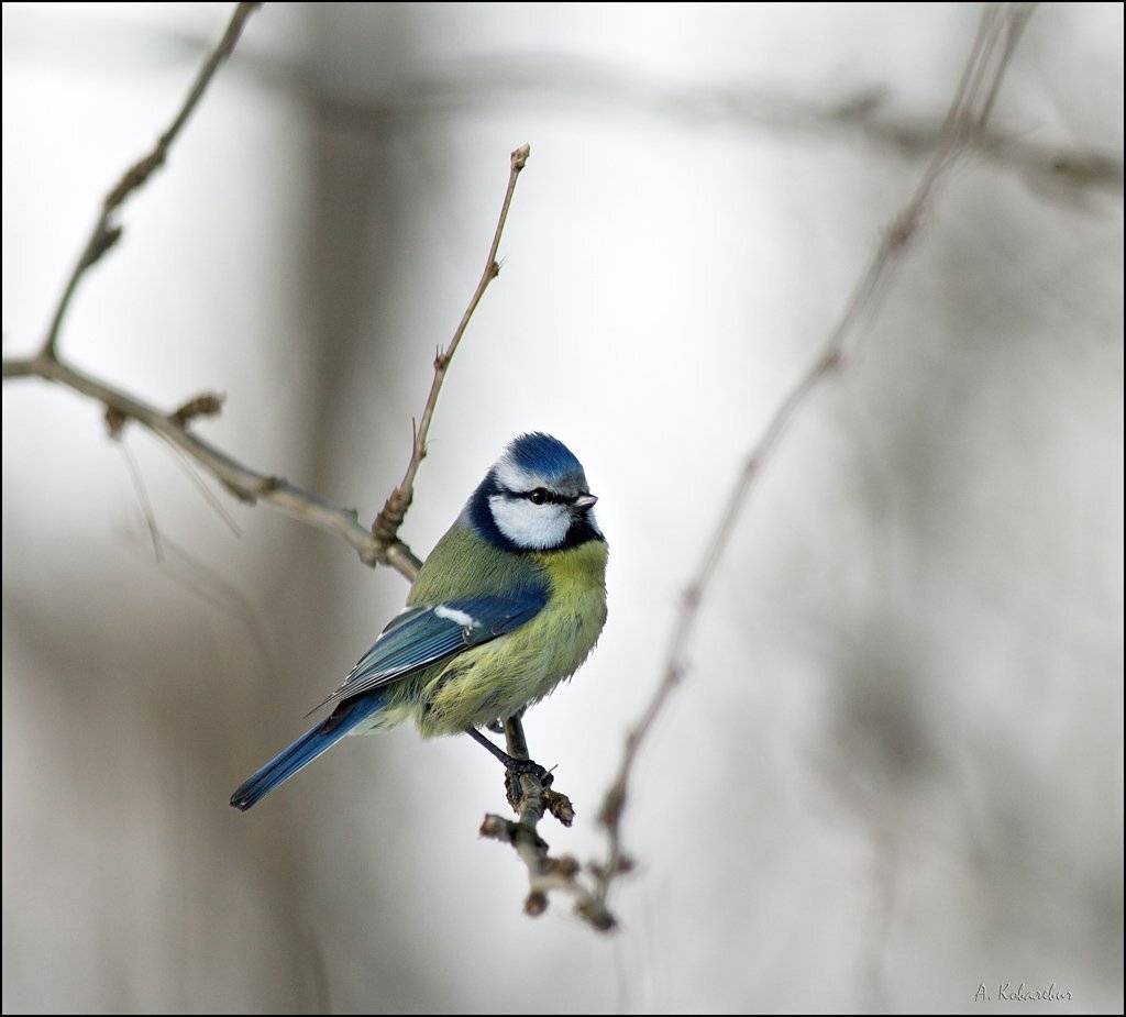 лазоревка, ковалевич, Ковалевич А.