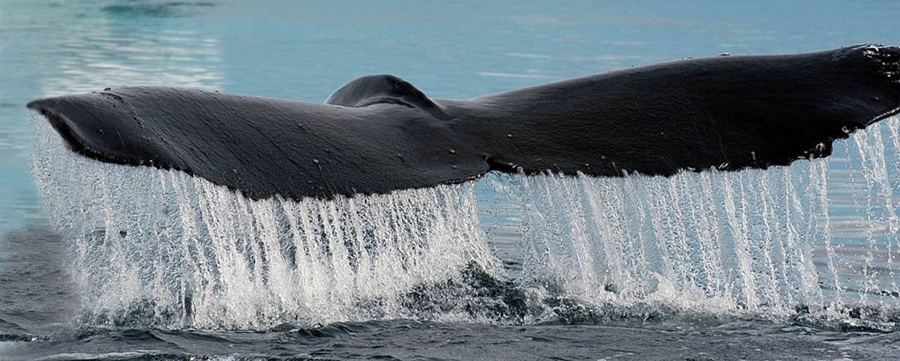 , ИГОРЬ МЕЛЬНИКОВ