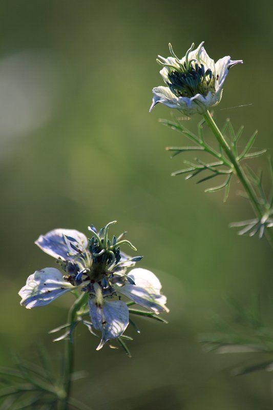 Серенада фото превью