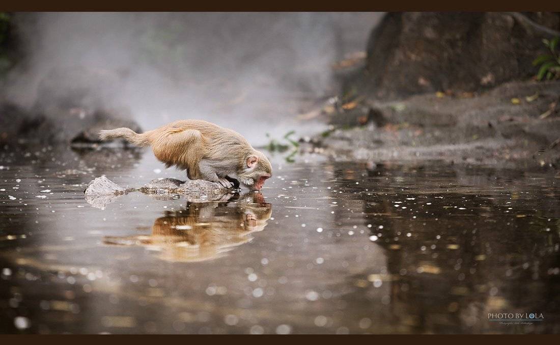 , Пидлуская Лола