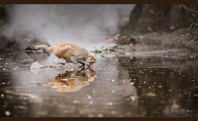 водопой