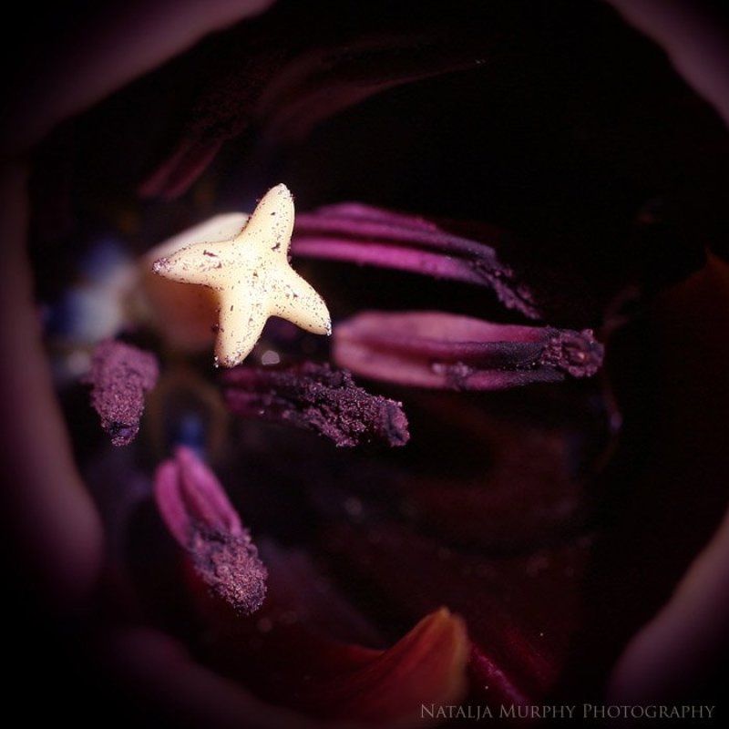 tulip inside фото превью