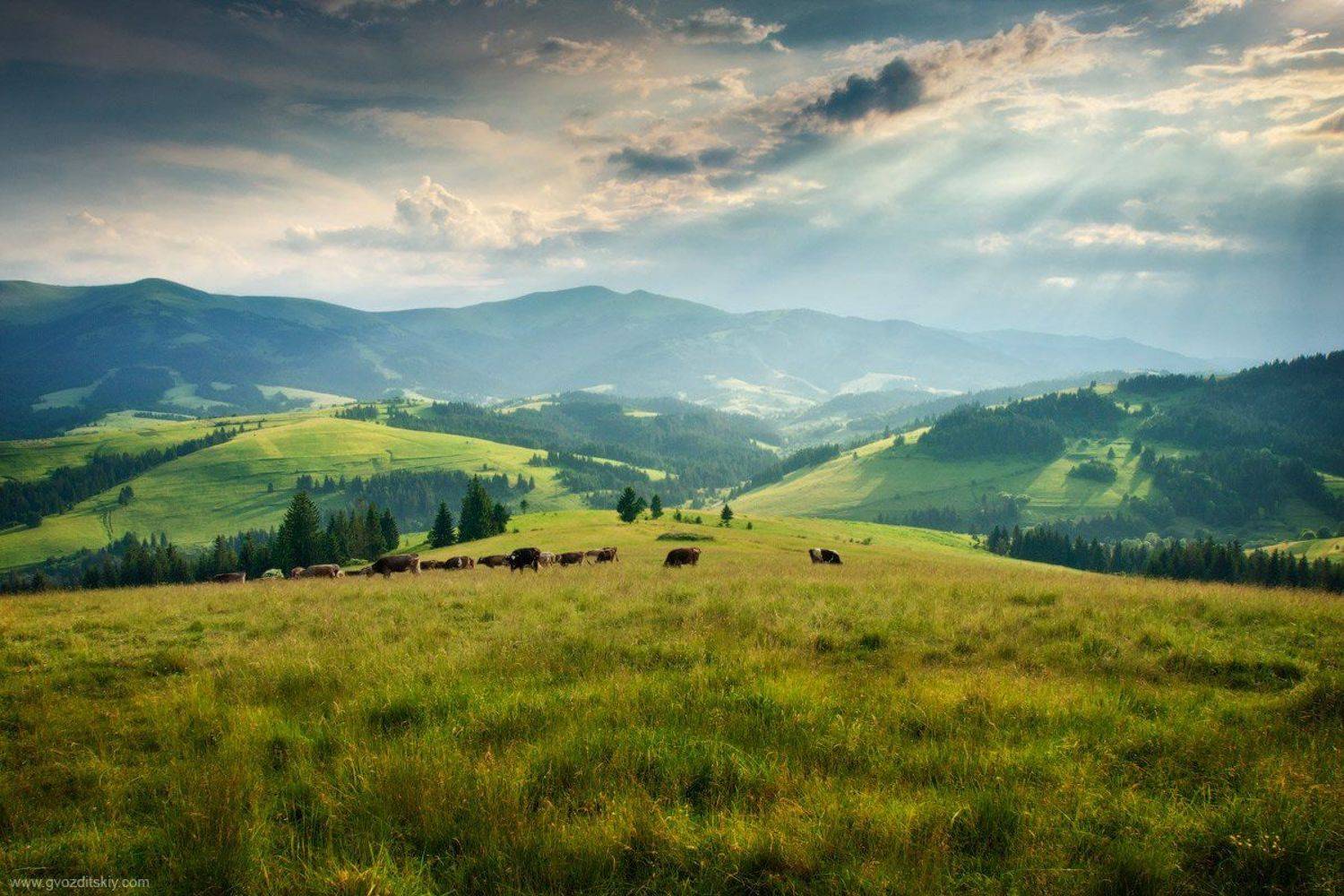 карпаты, горы, склоны, лучи, вечер, луг, пилипец, Гвоздицкий Алексей