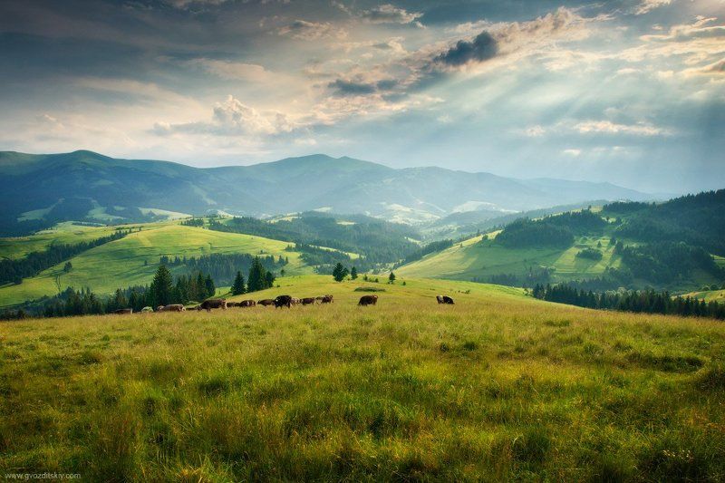 карпаты, горы, склоны, лучи, вечер, луг, пилипец Пилипецкие луга фото превью