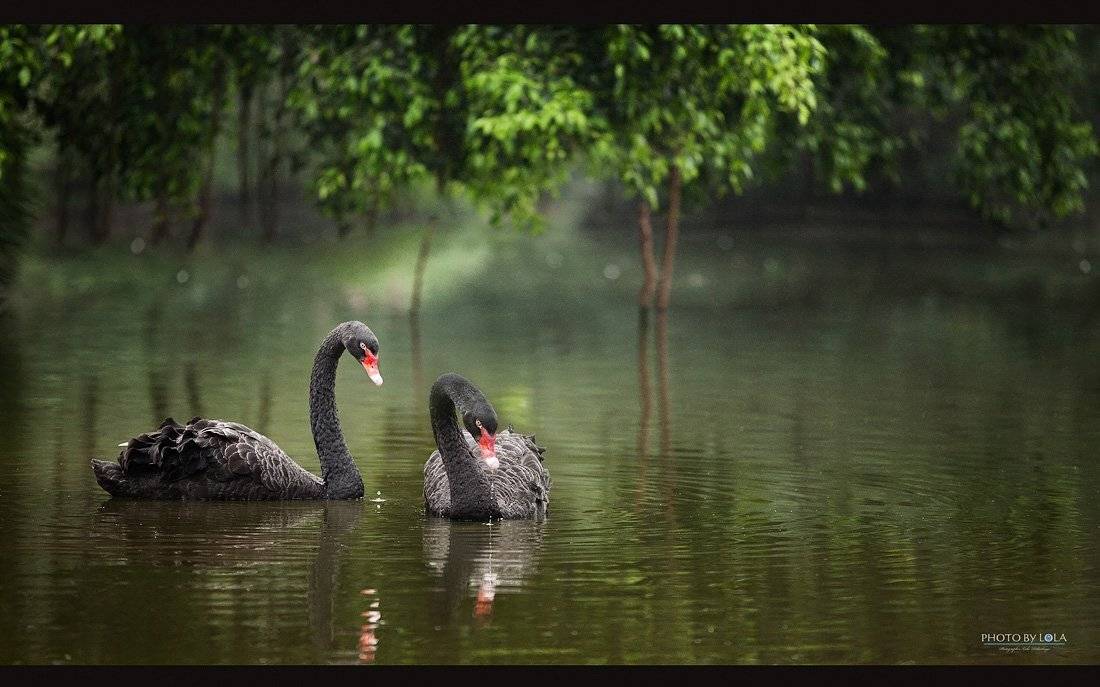 , Пидлуская Лола