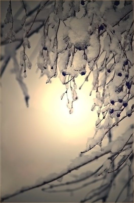 зима Зимняя пастель. фото превью