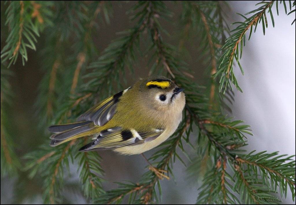 королёк, ковалевич, хвоя, ель, зелёный, Ковалевич А.