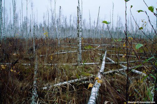 Конаковский Мох. Болота Тверской области.