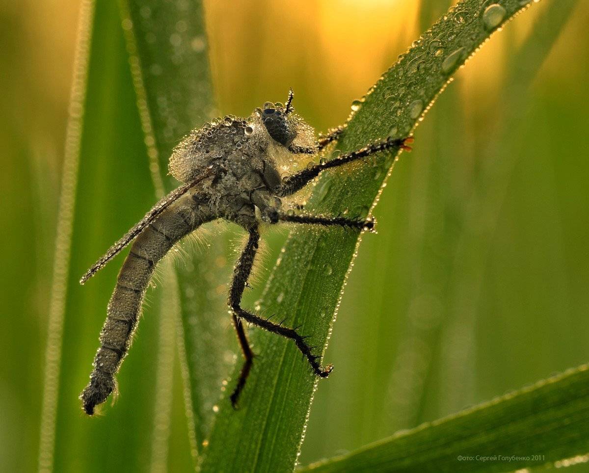 , Сергей Голубенко