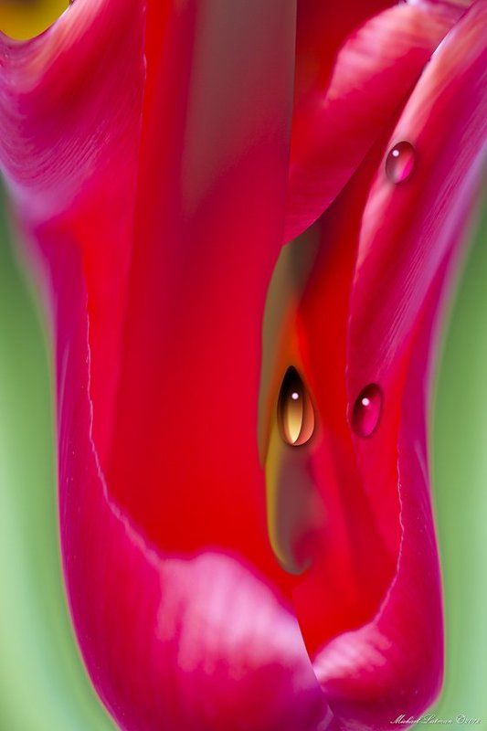 flower, erotic, drops, red, passion, spring My passion\'s flower... фото превью