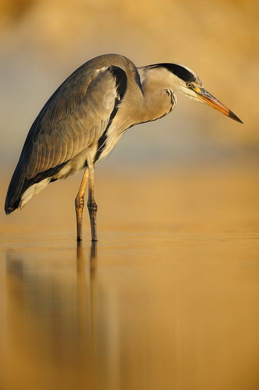вечерняя цапля фото превью