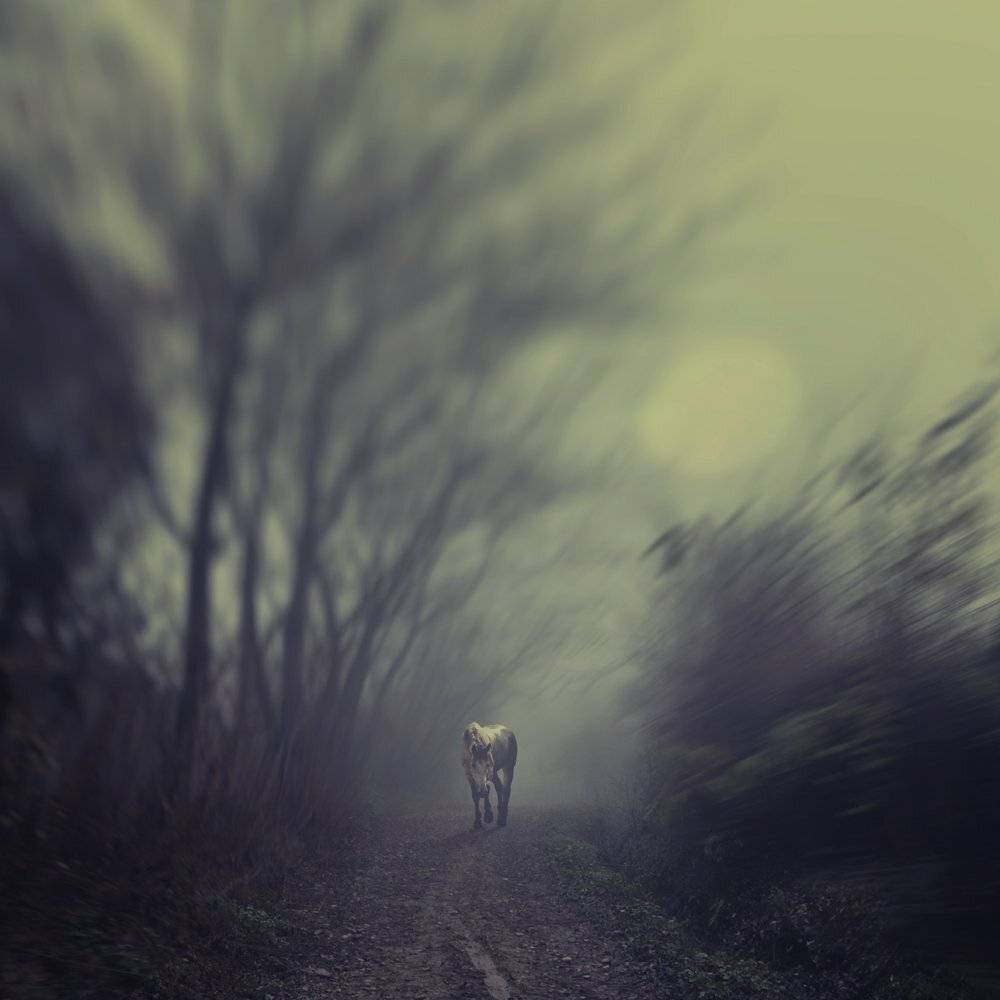 tree, bush, alone, horse, Caras Ionut