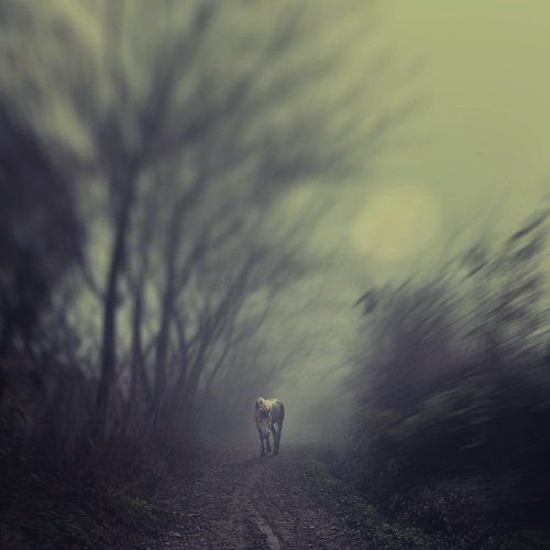 Alone III