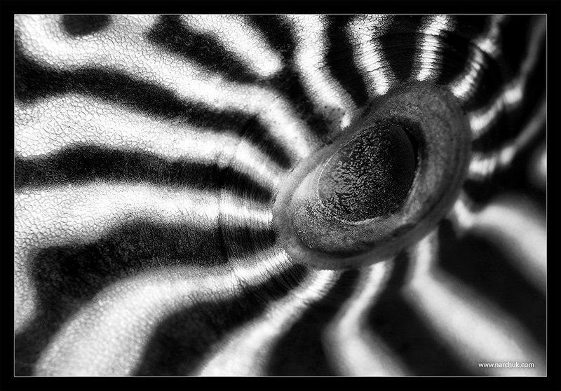 Гипнотический взгляд фото превью