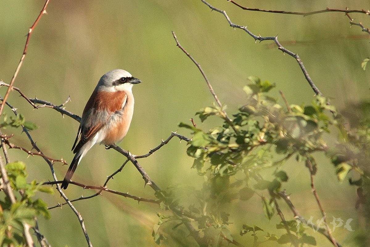 животные птицы жулан весна май, Шангареев Марс