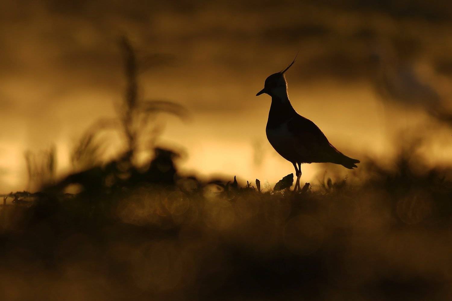 , Łukasz Sok&oacute;ł