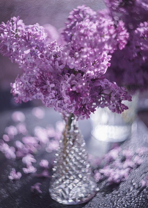 lilac flowers фото превью