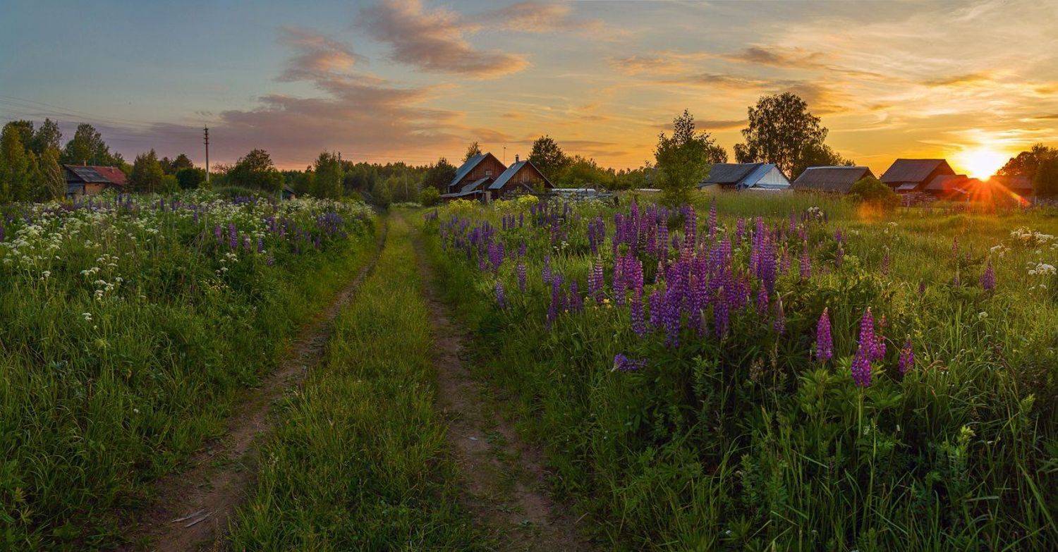 деревня вечер люпины дорога, Марина Мурашова