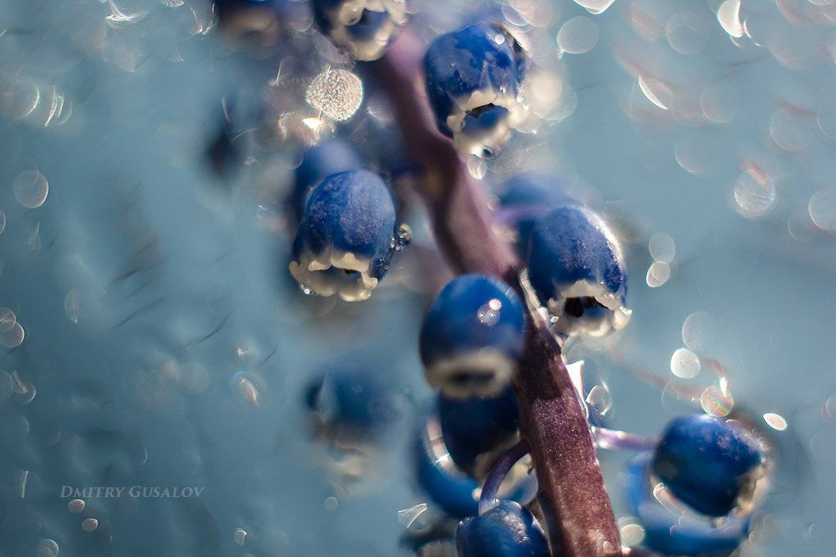 макро, природа, весна, макросъёмка, макрофотография, растение, цветы, город, , Дмитрий Гусалов