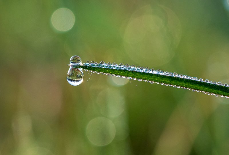 про росу фото превью