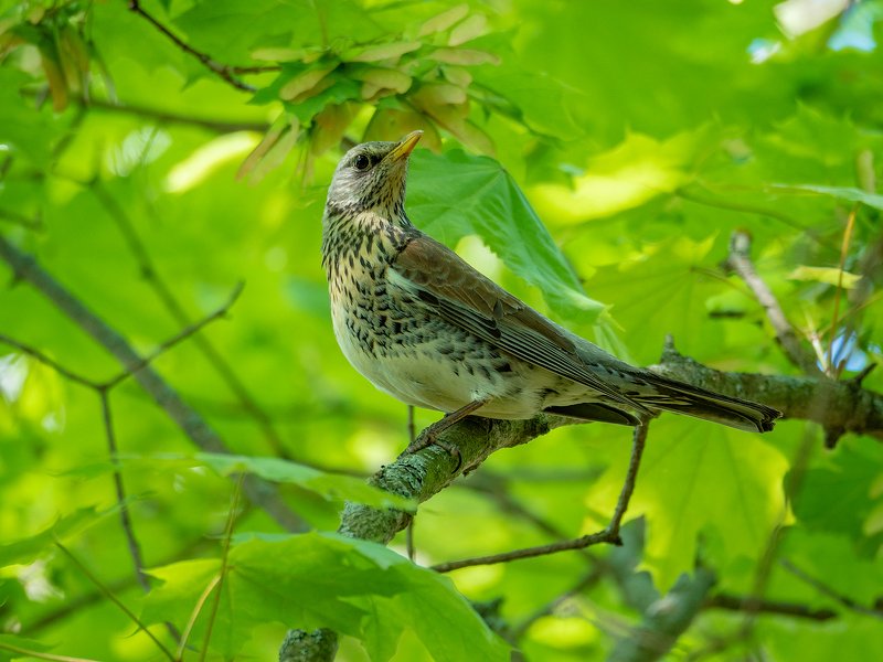 Дрозды фото превью