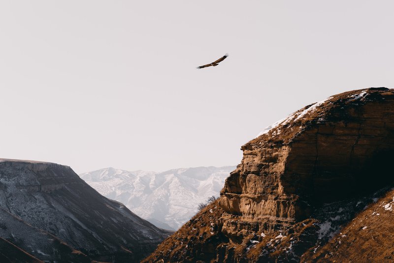 орел фото превью