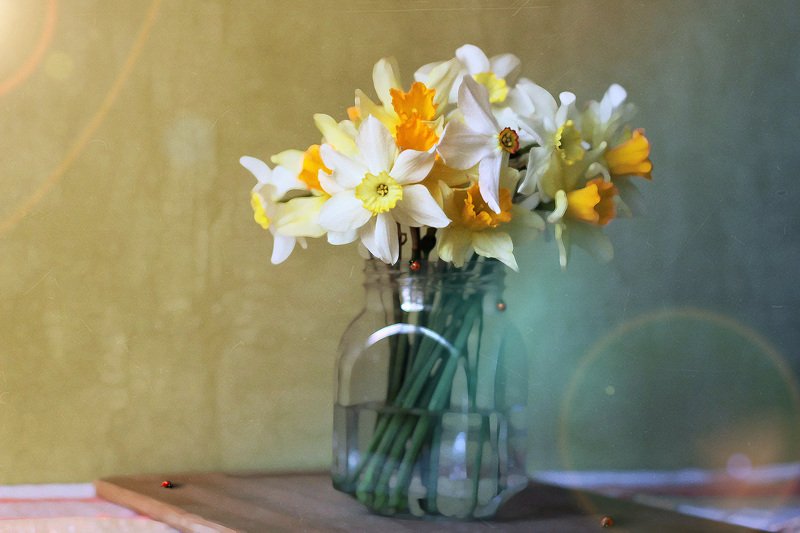 нарциссы фото превью