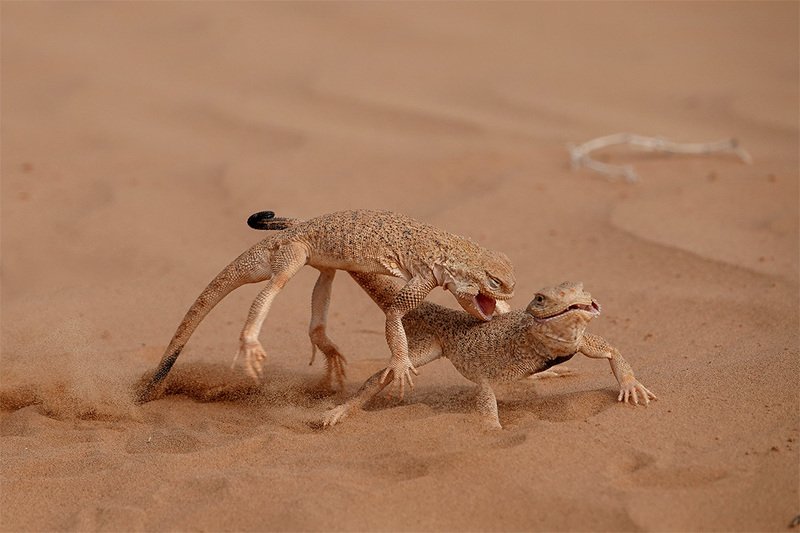 Территориальный конфликт фото превью