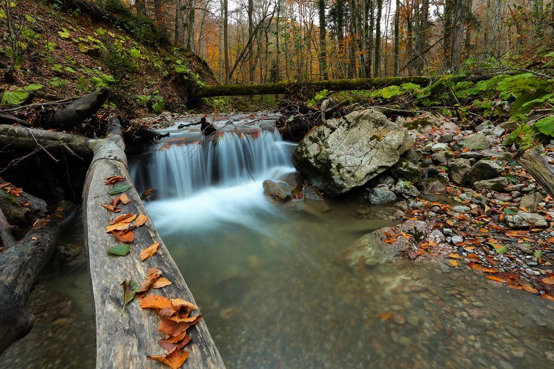 Ноябрьский лес фото превью