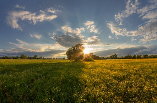желтая поляна