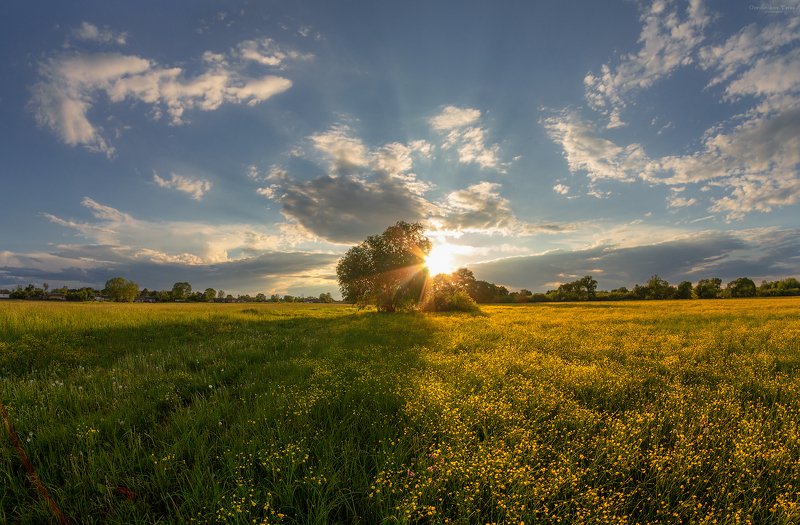 пейзаж,природа,весна,закат,рассвет,небо,цветы,солнце,поляна,луг,свет желтая поляна фото превью