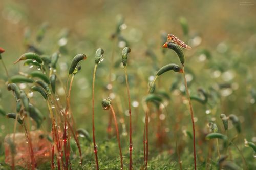 Притворяясь мхом